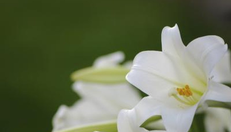 The white lily The white lily
