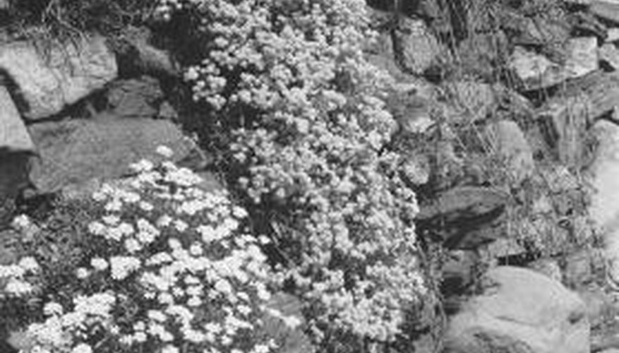 Use rocks of various sizes to create nooks and crannies for your plantings. Use rocks of various sizes to create nooks and crannies for your plantings.