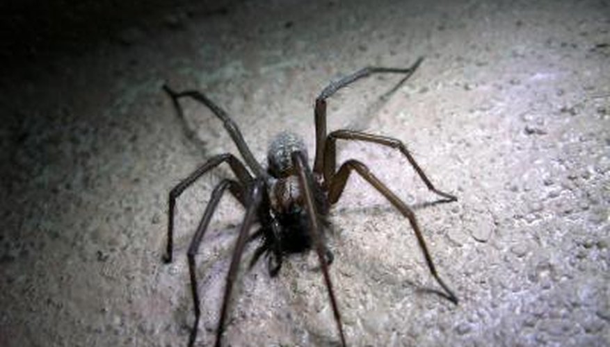 Spider found in garage Spider found in garage