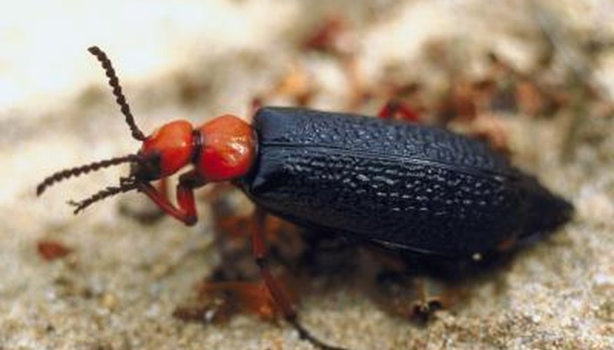 Blister Beetle Blister Beetle