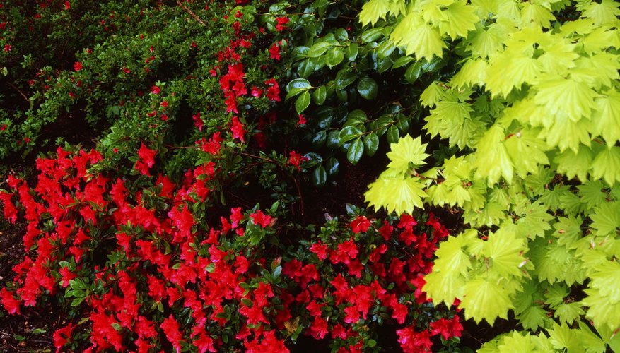 Healthy plants and trees need nutrients and protection from pests. Healthy plants and trees need nutrients and protection from pests.