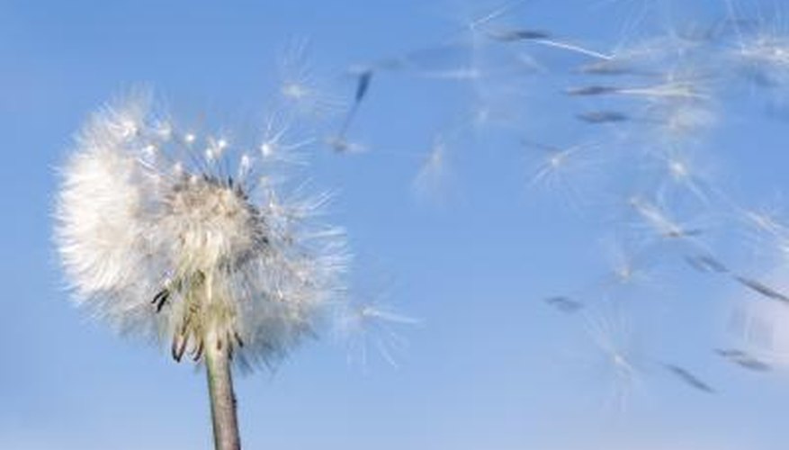 Dandelion in wind Dandelion in wind