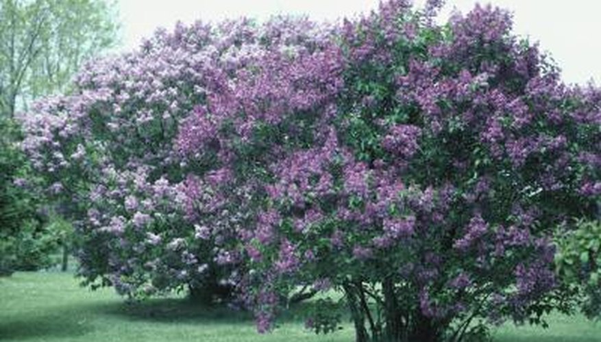 Lilacs can live for decades with proper care. Lilacs can live for decades with proper care.