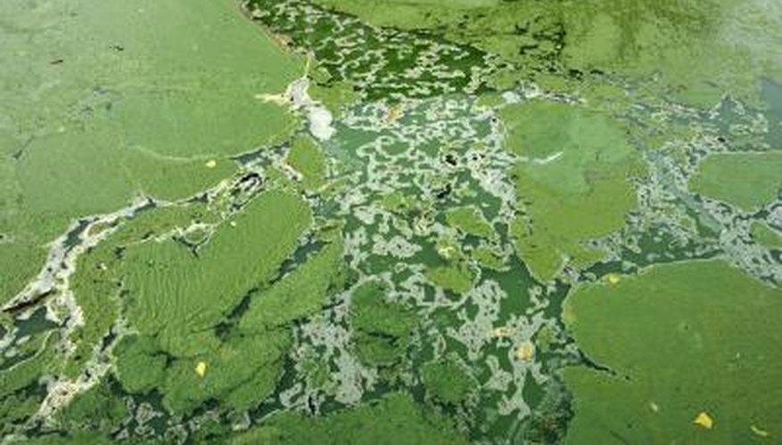 Algae only has a membrane to protect it from its environment. Algae only has a membrane to protect it from its environment.