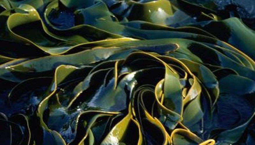 Kelp Kelp