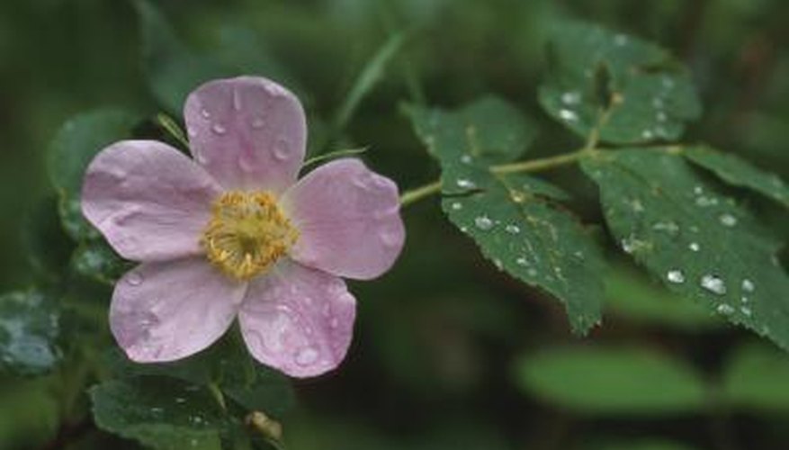 Single-form blooms are easier to keep healthy in Florida because they dry more quickly. Single-form blooms are easier to keep healthy in Florida because they dry more quickly.