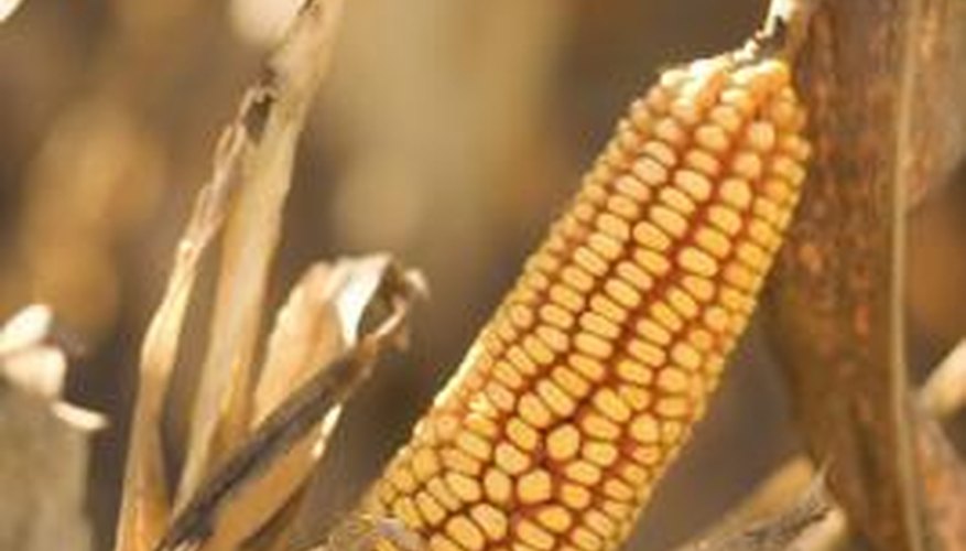 Grain can be dried in the field or mechanically in a grain bin. Grain can be dried in the field or mechanically in a grain bin.
