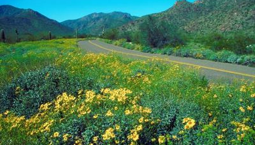 Winter rains encourage spring flowering on trees and wildflowers in the Sonoran Desert. Winter rains encourage spring flowering on trees and wildflowers in the Sonoran Desert.