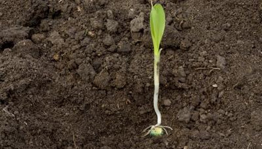 A corn seedling. A corn seedling.