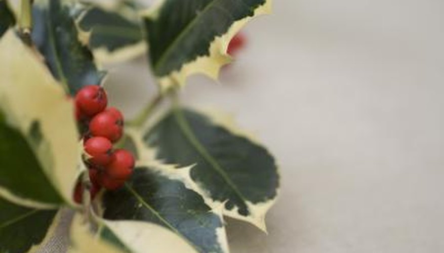 Close up of holly plant. Close up of holly plant.