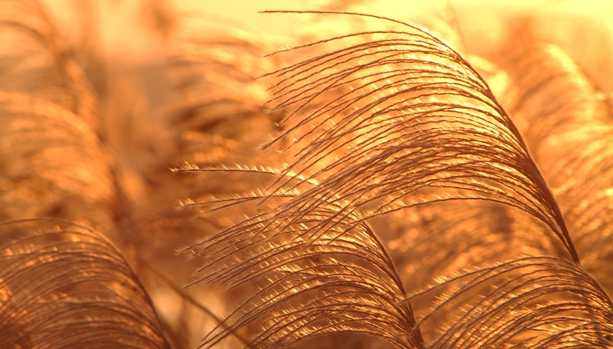 Ornamental grasses provide a delicate, graceful effect in garden displays. Ornamental grasses provide a delicate, graceful effect in garden displays.