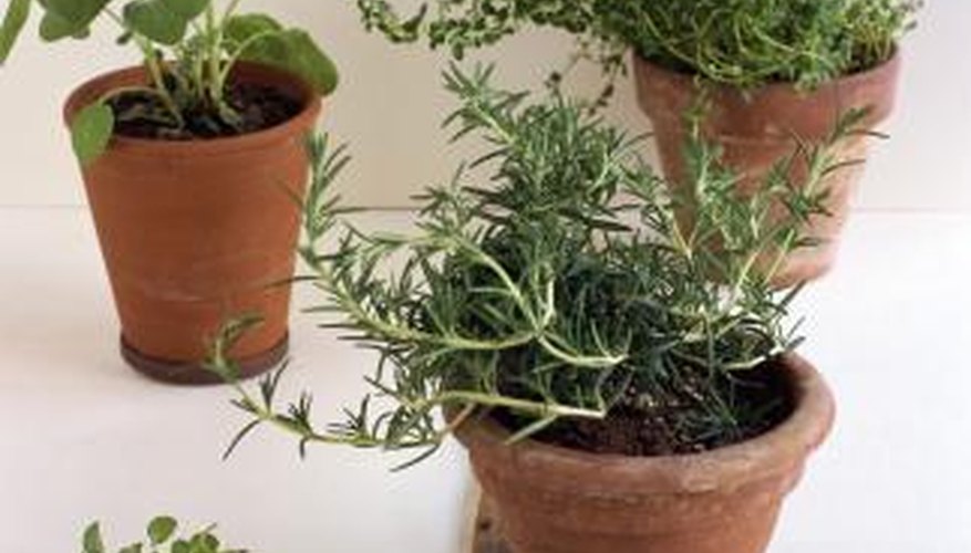 When planning a container garden, select small varieties of plants. When planning a container garden, select small varieties of plants.