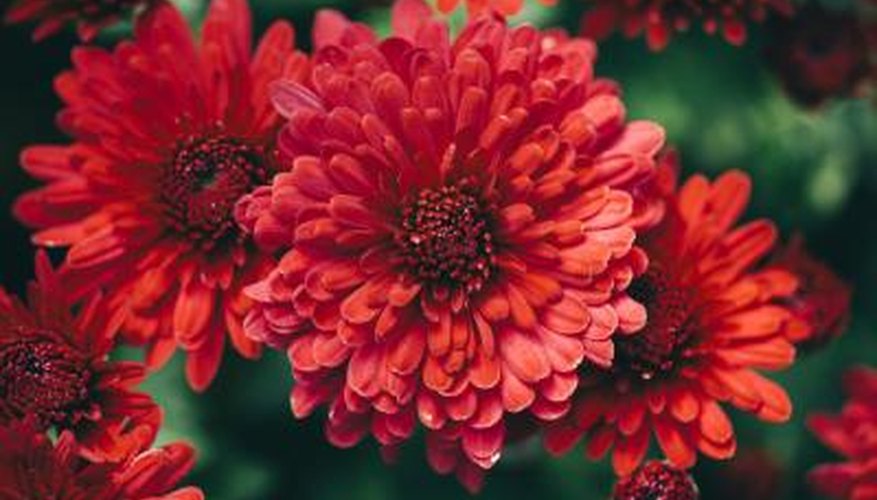 red chrysanthemums red chrysanthemums