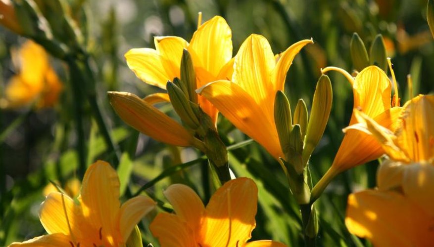 Yellow lily flowers grow in a field. Yellow lily flowers grow in a field.