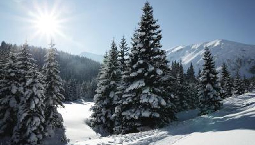 30 million trees are cut for Christmas trees each year. 30 million trees are cut for Christmas trees each year.