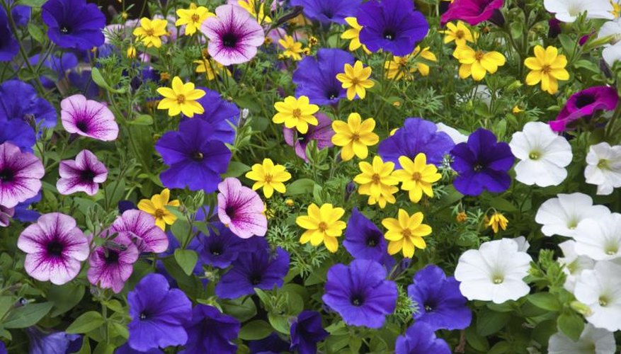 A mix of petunias growing in a garden. A mix of petunias growing in a garden.