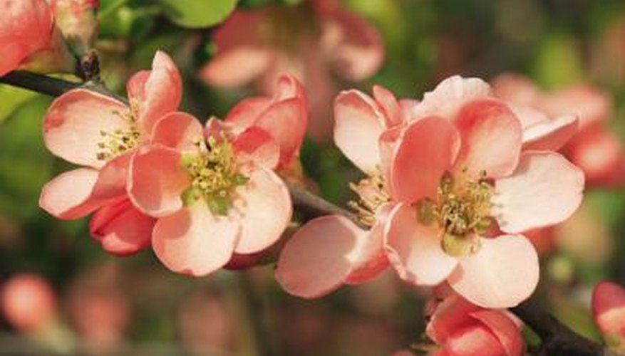 Chaenomeles flowering Chaenomeles flowering
