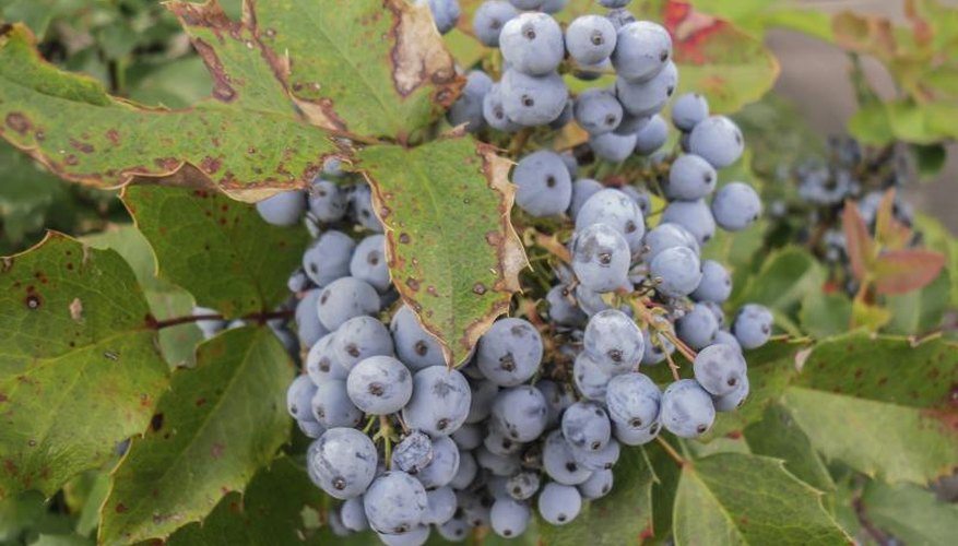 The fruit of an Oregon grape-holly bush. The fruit of an Oregon grape-holly bush.