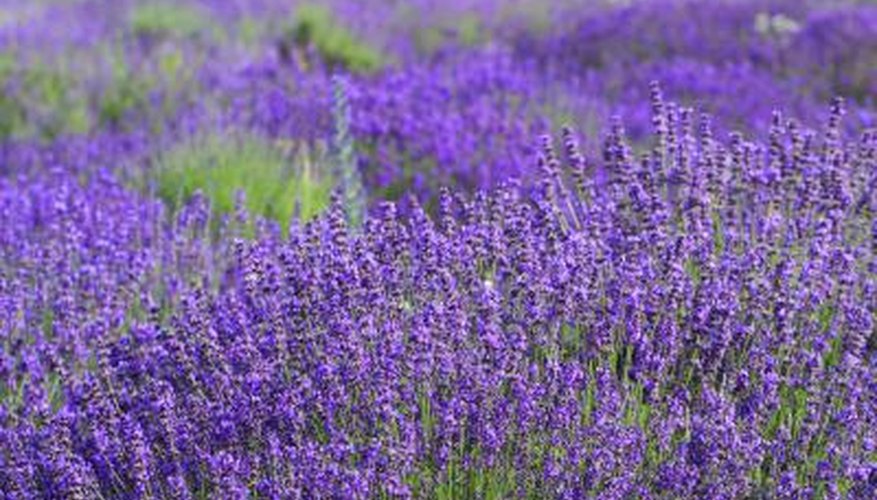 Combining different lavenders can prolong bloom time. Combining different lavenders can prolong bloom time.