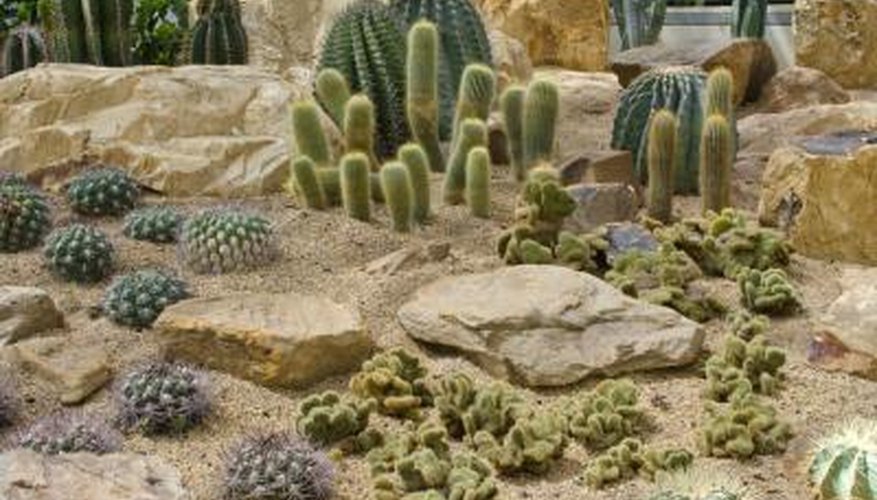 Cacti in a desert. Cacti in a desert.
