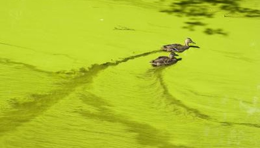 Algae blooms reduce available oxygen in the water, suffocating fish and creating dead zones. Algae blooms reduce available oxygen in the water, suffocating fish and creating dead zones.