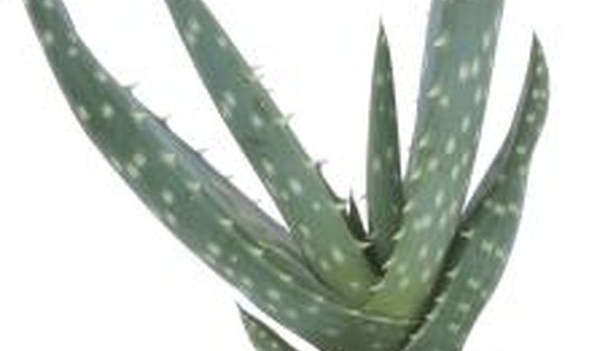 Aloe vera is used in many medicinal formulas. Aloe vera is used in many medicinal formulas.