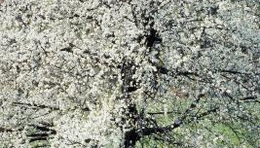 Dogwood is a hardwood tree notable for its white spring blossoms. Dogwood is a hardwood tree notable for its white spring blossoms.