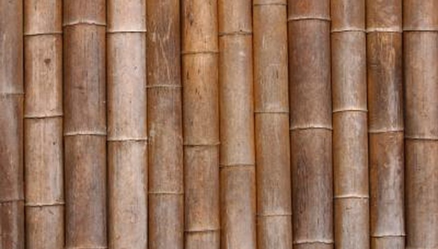 Bamboo is an excellent choice for planting around your pool. Bamboo is an excellent choice for planting around your pool.