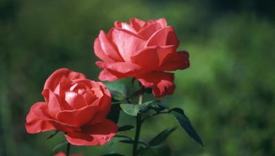How to Grow Roses in Florida Garden Guides