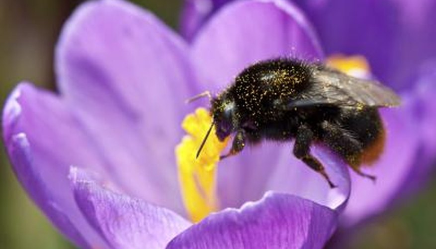 Bees rely on pollen as a source of protein. Bees rely on pollen as a source of protein.