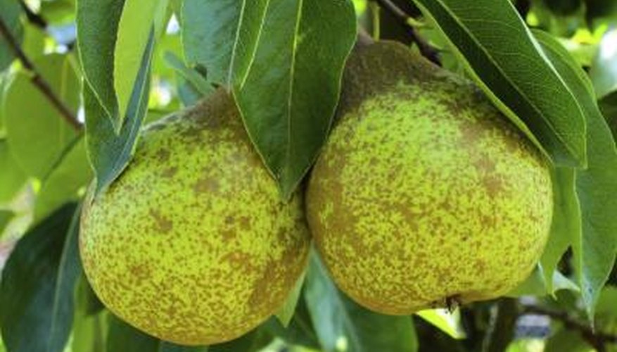 Avoid green fruits and those that still have green spots on them. Avoid green fruits and those that still have green spots on them.