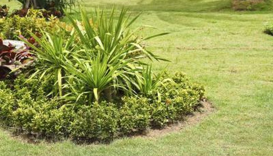 Lilyturf grows reaches 18 inches in height. Lilyturf grows reaches 18 inches in height.