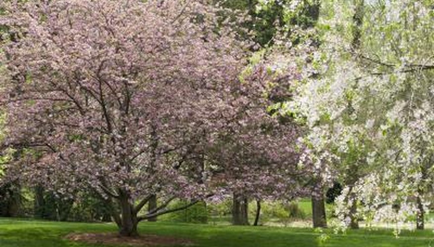 Dogwood trees blooming in partial shade. Dogwood trees blooming in partial shade.