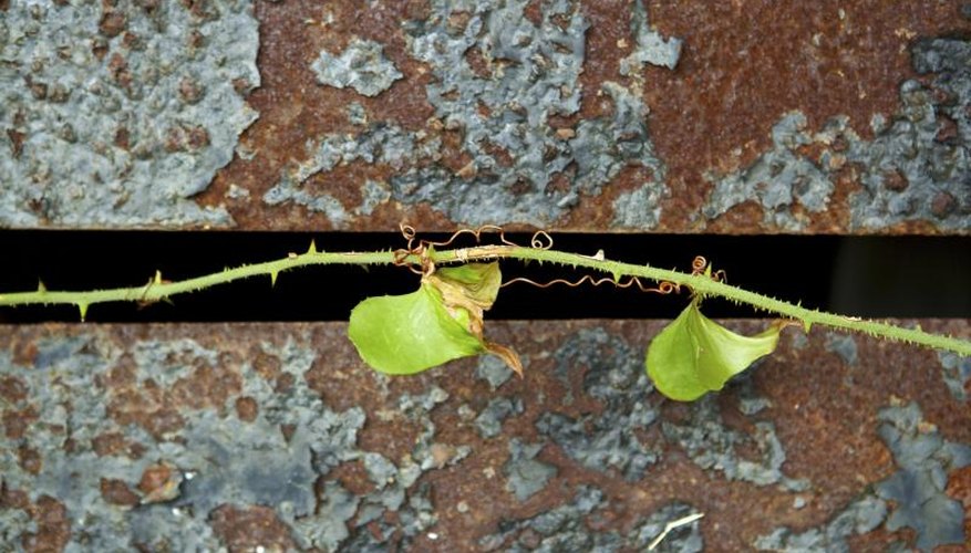 Greenbrier vine growing along fence. Greenbrier vine growing along fence.
