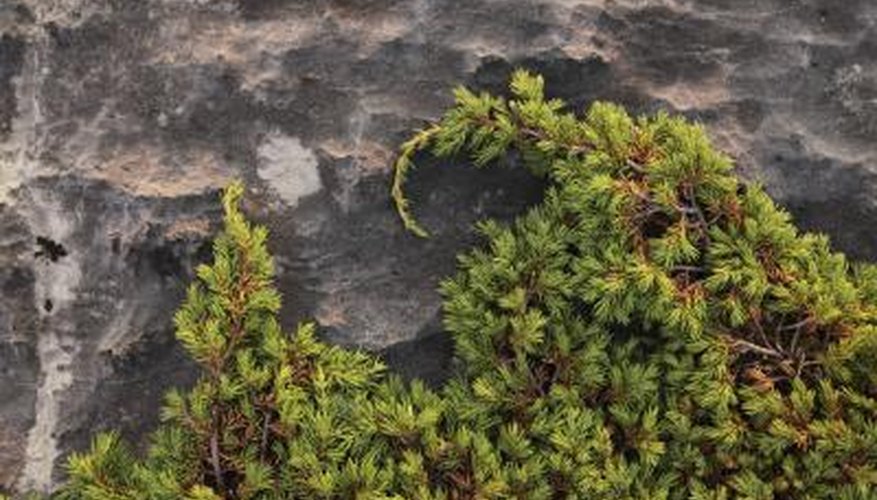 Creeping juniper does best in full sun. Creeping juniper does best in full sun.