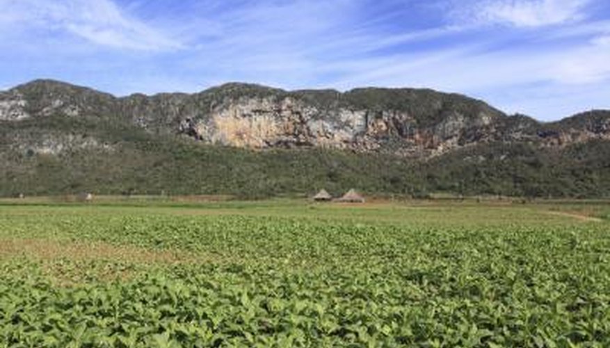 Tobacco plants. Tobacco plants.