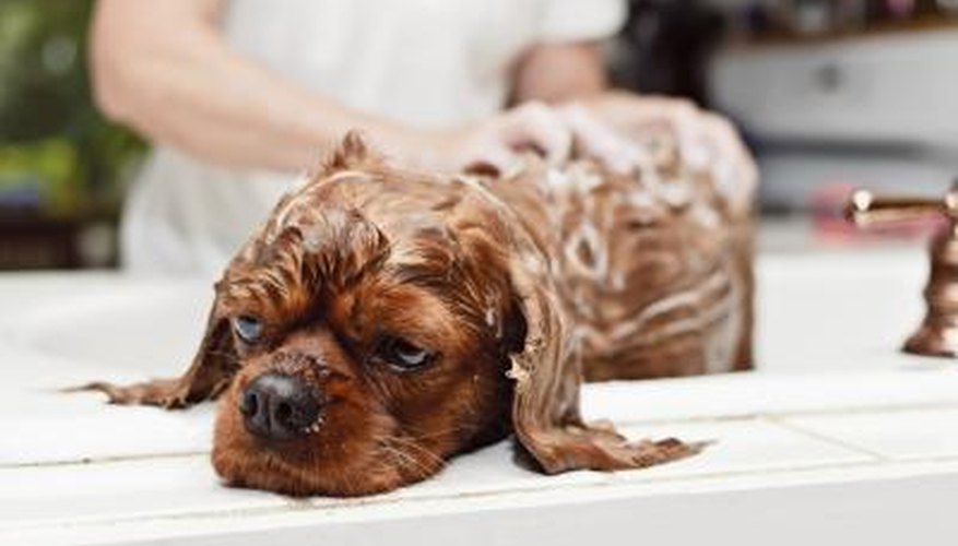 girl washing a dog girl washing a dog