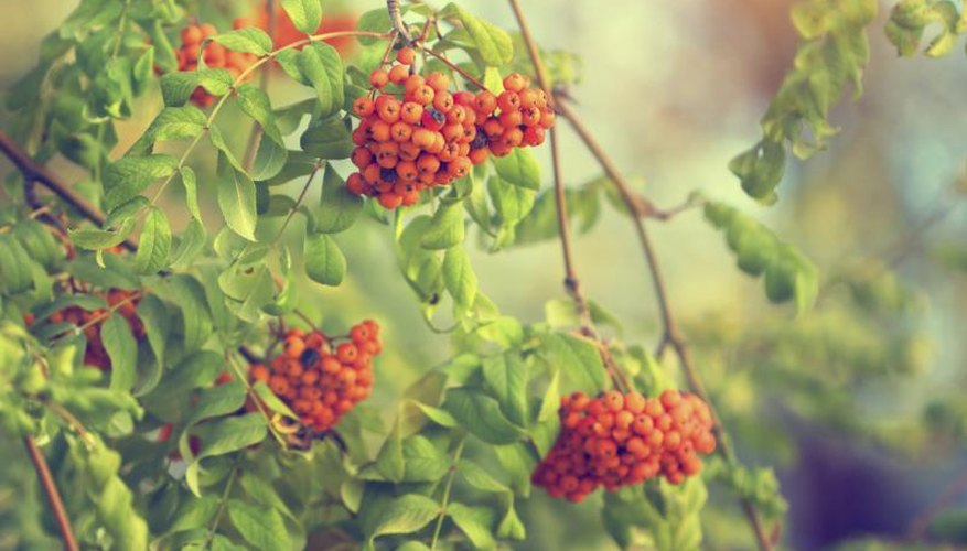 Berries grow on a viburnum bush. Berries grow on a viburnum bush.