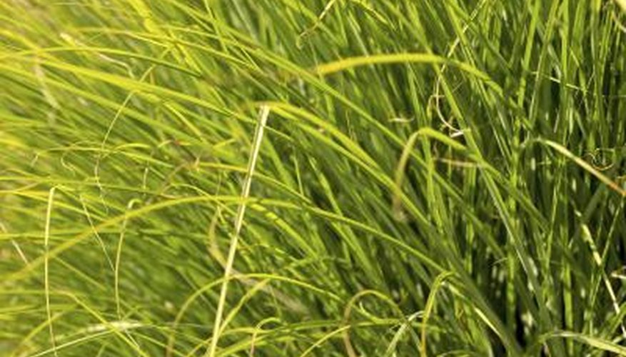 A close-up of prairie dropseed. A close-up of prairie dropseed.