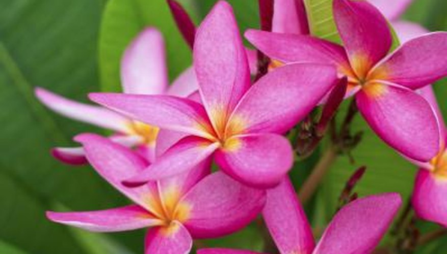 Pink frangipani with green leaves in background Pink frangipani with green leaves in background