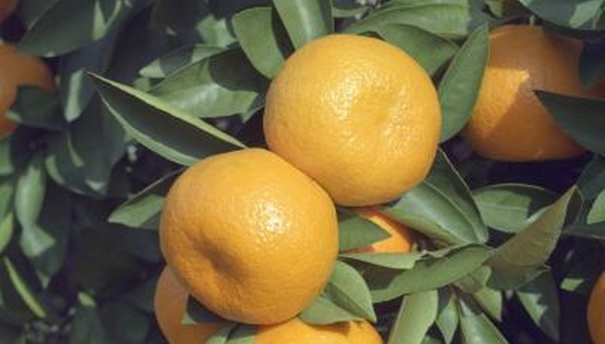The Clementine is the smallest variety of mandarin oranges. The Clementine is the smallest variety of mandarin oranges.