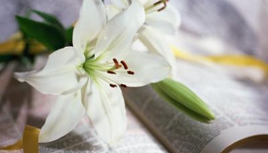 The white lily is commonly referred to as the Madonna Lily. The white lily is commonly referred to as the Madonna Lily.