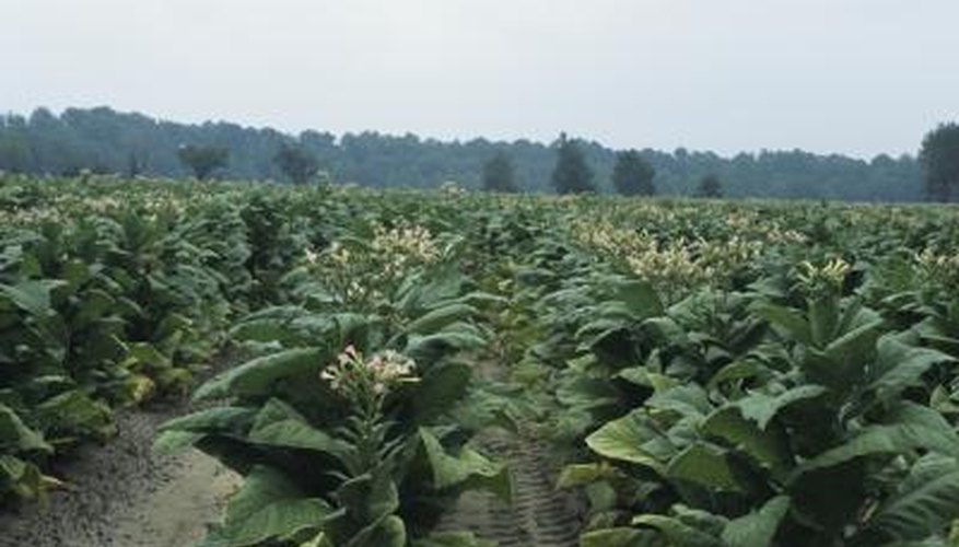 Tobacco field Tobacco field
