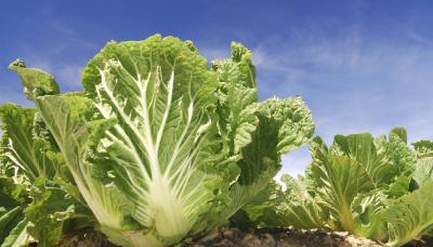 Cabbage needs cool weather to mature. Cabbage needs cool weather to mature.