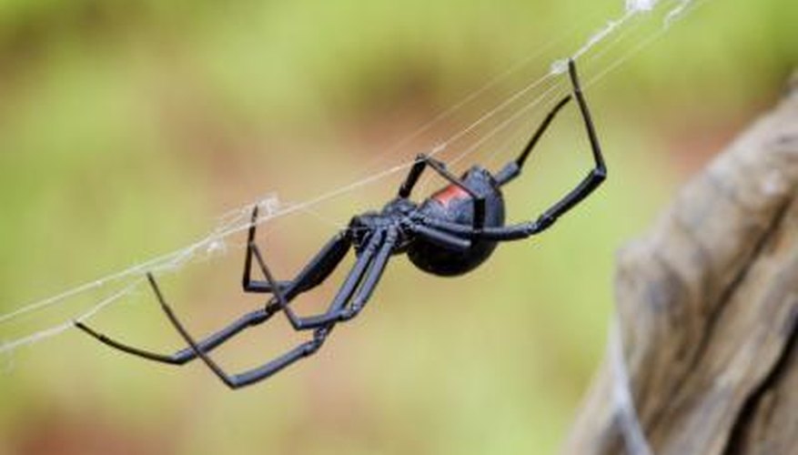 Black Widow spider. Black Widow spider.