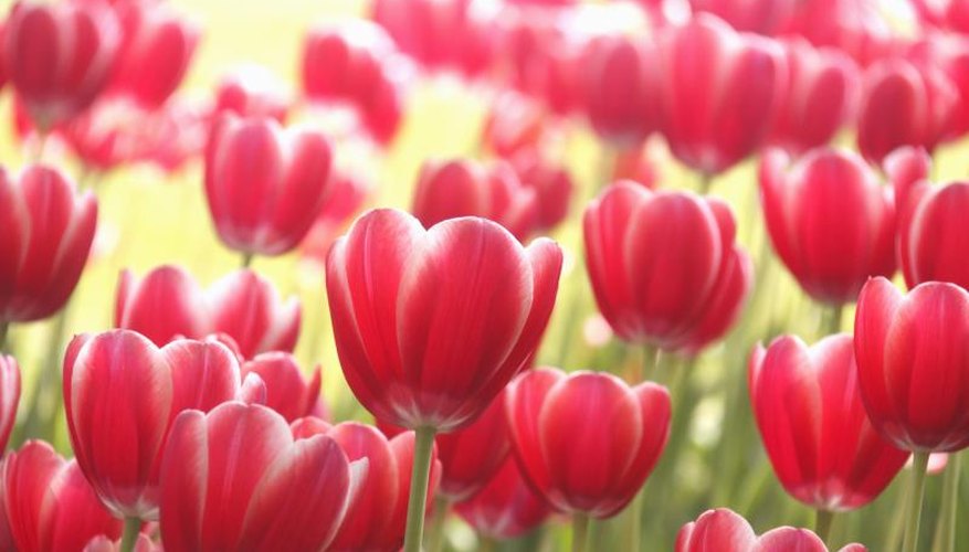 Pink tulips growing in a field. Pink tulips growing in a field.