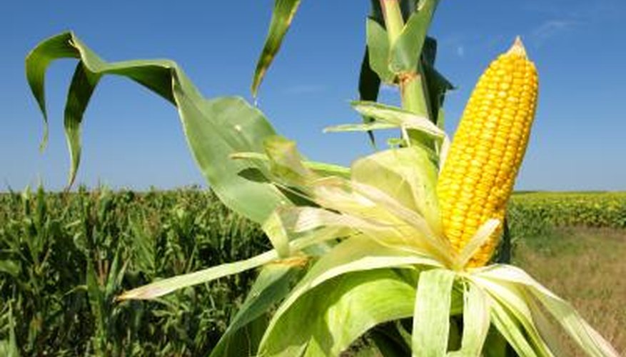 A corn plant is called a stalk. A corn plant is called a stalk.