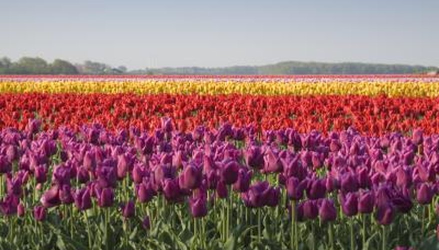 Tulip field Tulip field