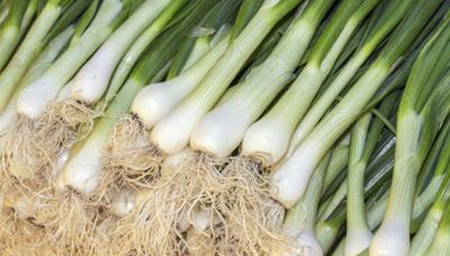 Leaks are mild-mannered members of the onion clan. Leaks are mild-mannered members of the onion clan.