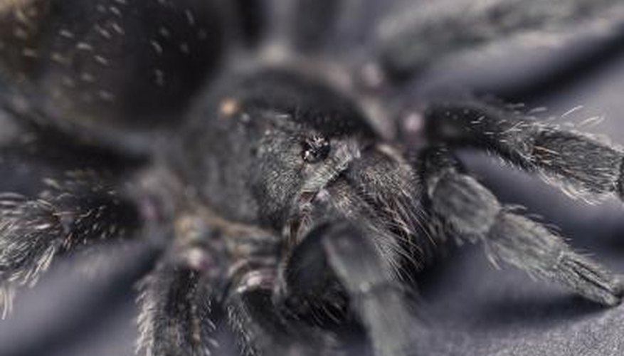 Black Tarantulas Black Tarantulas